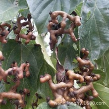 拐枣树苗万寿果鸡爪连金钩梨果树苗南方北方盆栽地栽种植当年结果