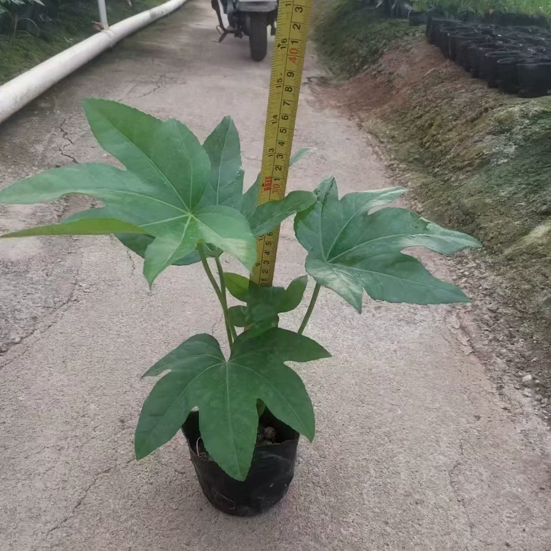 Базовые Оптовые сорта рассады с восьмиугольной Золотой пластиной самостоятельного производства Полные живописные ландшафтные работы Инженерное озеленение рассады