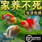 兰寿金鱼观赏鱼红白鱼苗奶牛五花招财冷水淡水鱼耐活活鱼锦鲤宠物