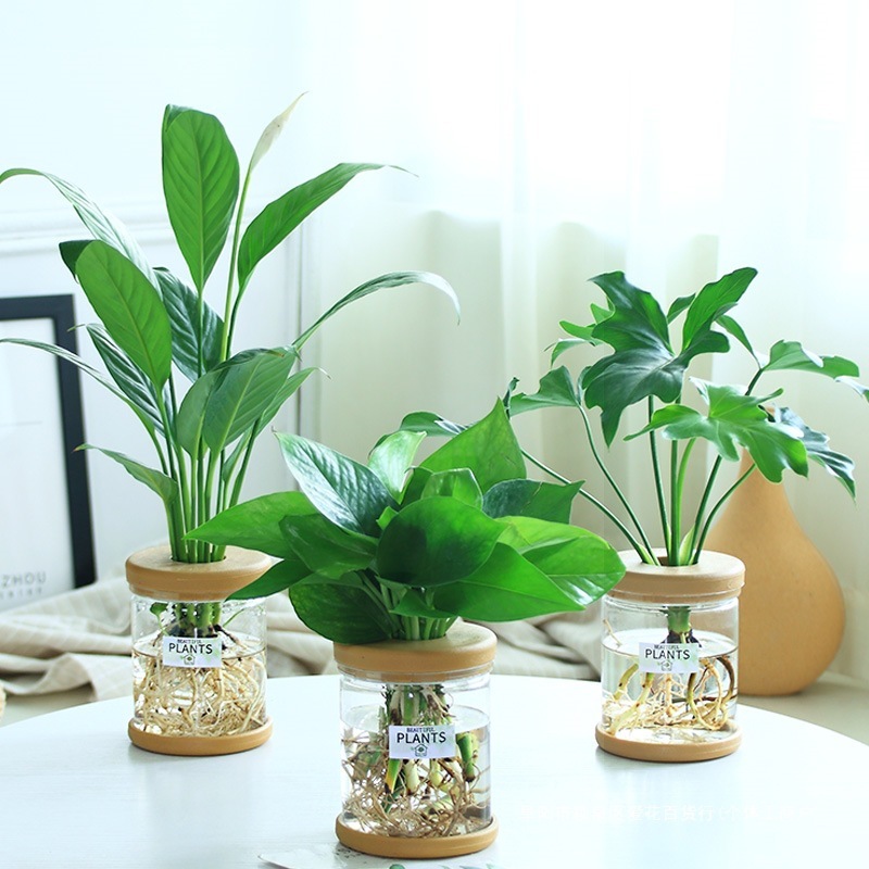 グリーンラタン水耕栽培ホルムアルデヒド除去鉢植え金のなる木ミント富竹屋内花緑植物オフィスグリーンラタン|undefined