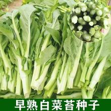 ײ̦NӸ߮aͺ߲ļ̨̦N