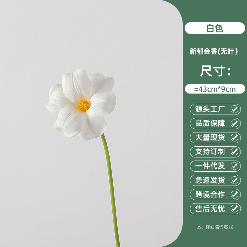 White New Tulip (no leaves)