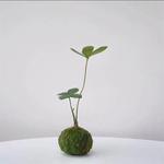 墨西哥铁苔藓球/二叶四叶草幸运草北欧风室内迷你植物办公室随机