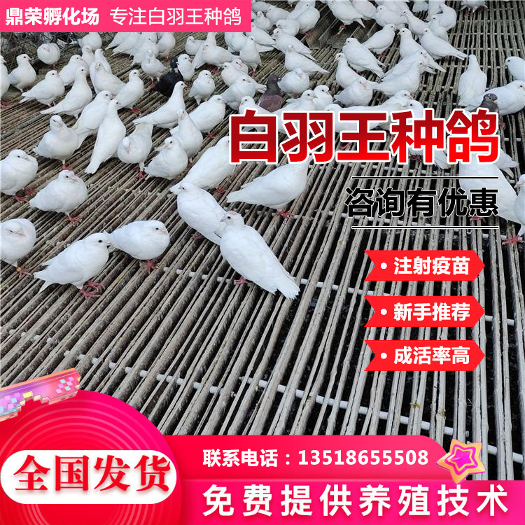 Bai Yu Wang Rouge breed Pigeon Back to the Weight Gain Yuanbao Pigeon Sales supply