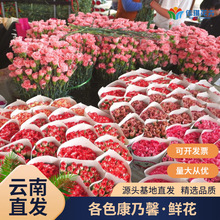 新鲜康乃馨鲜花批发云南昆明基地直发节日鲜花多色单头康鲜切花
