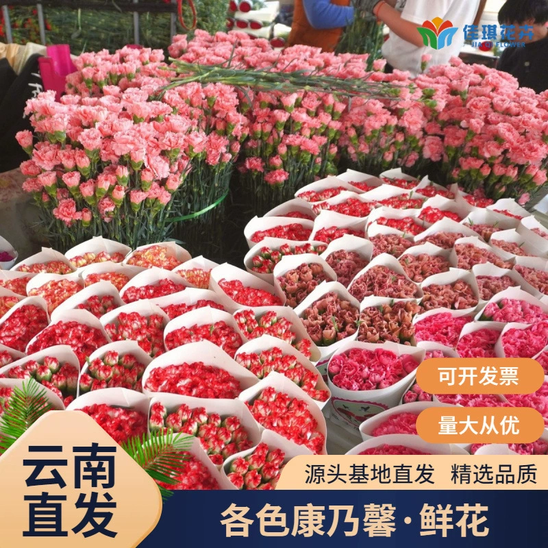 Свежие цветы гвоздики оптом, прямая доставка с базы в Куньмине, Юньнань, разноцветные одноголовые свежесрезанные цветы для праздников.