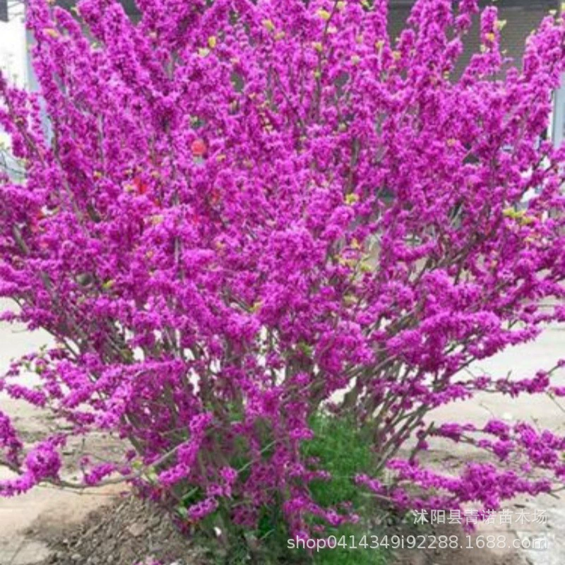 Продать Bauhinia поставка ландшафта озеленение Bauhinia долгосрочная продажа Bauhinia теперь копать сейчас продать $