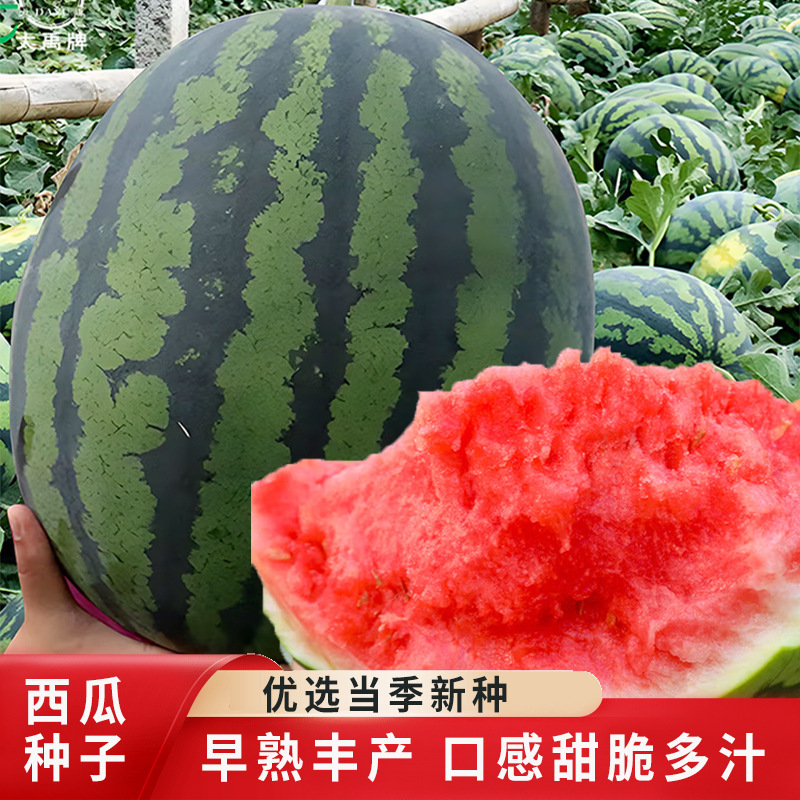 Hybrid Early-Maturing Watermelon Seeds with Large Fruit Size, Red Flesh, Storage and Transport Resistance, and Disease Tolerance