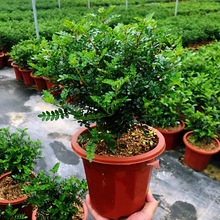 老桩清香木盆栽室内桌面造型中性驱蚊草植物好养现代简约木树苗批