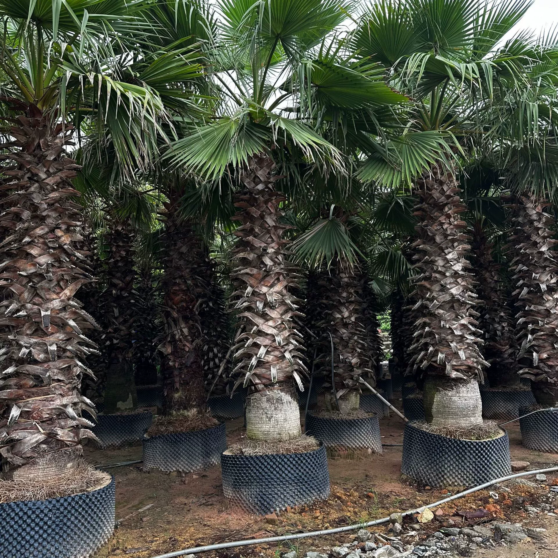 Оптовая продажа пальм Old Man Palm из Чжэцзяна, цена на пальмы Washington Palm из Хуачжоу, Цзянси, оптовая продажа пальм Old Man Palm из Хубэя