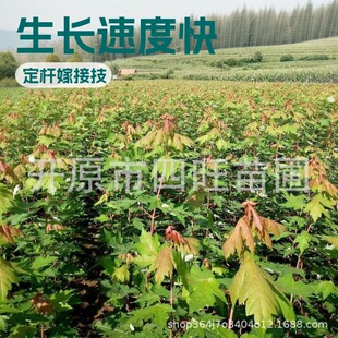 �ͺ����֦ �������Ǘ�  ��l�ʾG�h���� �ͺ���ľ���Ǘ�С��