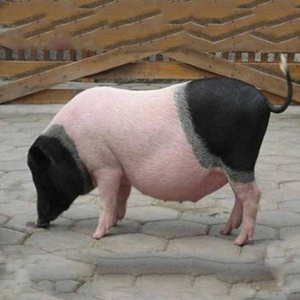 宠物迷你小香猪活体养殖 成年可繁殖香猪出售 小香猪幼崽活体批发