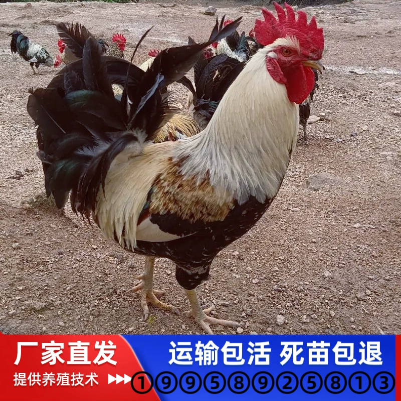 Оптовые продажи цыплят Que Shan по заводской цене, ценные цыплята домашней птицы, подходящие для горного пастбища, дикие крупные цыплята местной породы, пять черных цыплят