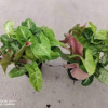 [Direct supply of the base] Small plants of leaf -viewing plant plants purify air green plant -borne fruit taro 120 color taro