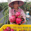 One piece On behalf of Hainan Waldo Number one Red pitaya 250g Now pick Now send pitaya wholesale