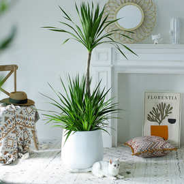 网红龙须树客厅绿植大型多头龙血树龙铁树室内客厅盆栽植物盆景苗