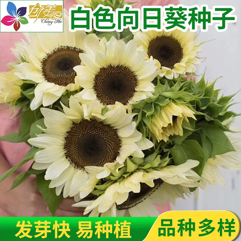切花向日葵种子奶油向日葵白色 绿心黑心向日葵种子植物花卉种子