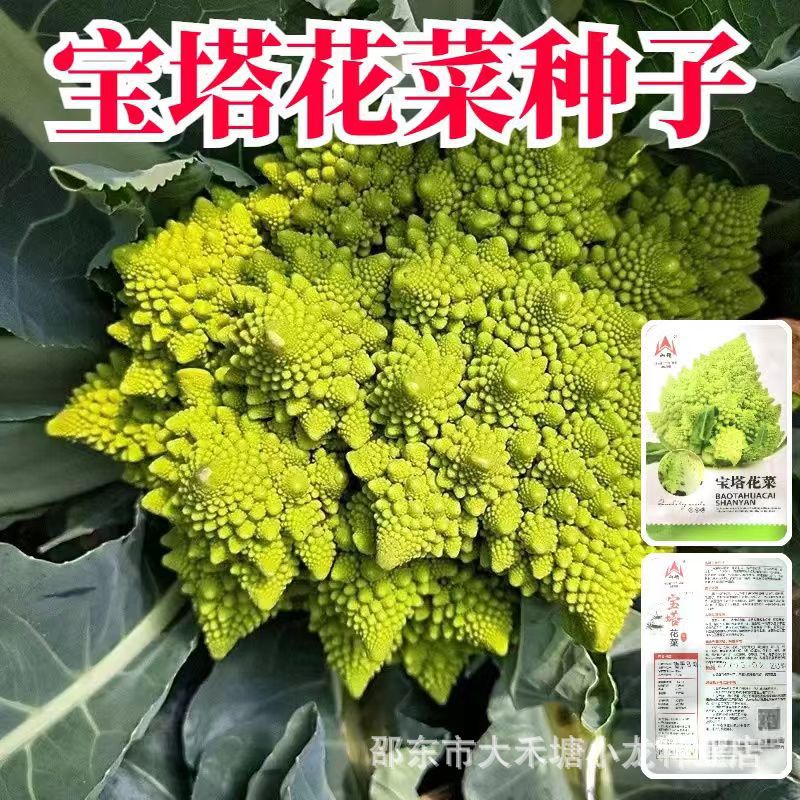 正宗宝塔花菜种子罗马花椰菜宝塔菜种子秋季蔬菜种籽有机菜花菜孑