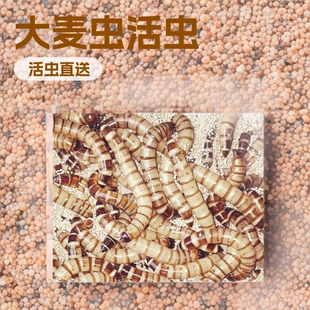 �����x���x����x��̖�S���x�����~������ϰ˸箋ü�Bʳ�x��?