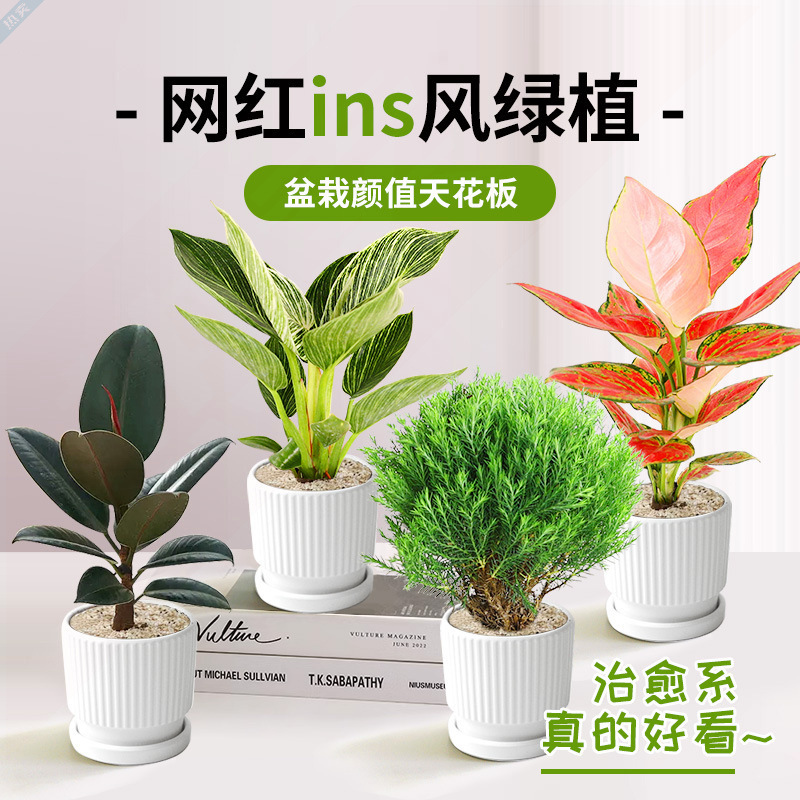 Office Desktop Green Plants, Indoor Living Room Decorative Cream-Style Small Potted Plants, Easy to Care for All Year Round, Absorb Formaldehyde Office Desktop Green Plants, Indoor Living Room Decorative Cream-Style Small Potted Plants, Easy to Care for All Year Round, Absorb Formaldehyde