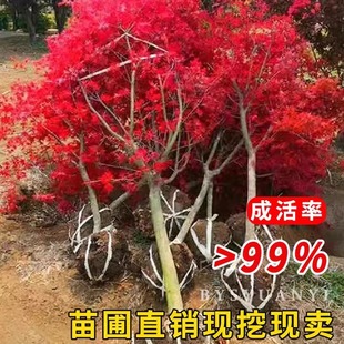 ¶�ؽ��K�Ї��t�� ���G�ձ��t����t�輧 ��Ȼ���������t�������