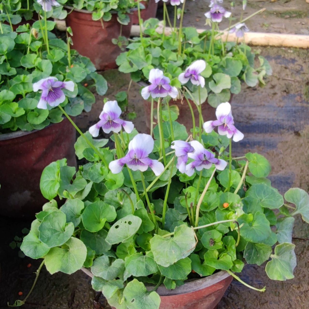 2301 база оптовая поставка панд кордиень в горшках