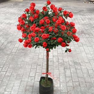 �����ǘ䘶�¼����玧����ͥԺ�����^�p����ֲ���ļ��_������¼�