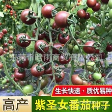 ϷѷN}ŮϺtҷѷNļԴ߲˷N