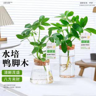 ���_ľˮ��ֲ��˷���ؔ�k�����湤λ���B�Gֲ�ļ�������������ľ