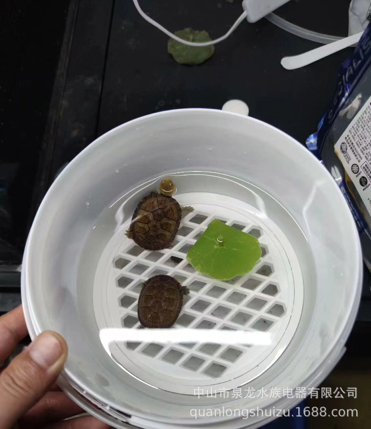 Caja de aislamiento de tortuga caja de alimentación huevo tortuga plántula Caja de aislamiento de plántulas tortuga solo cuidado del cabello caja de color anti-Bite Fight blanco caja transparente