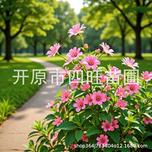 耐寒灌木丛生红花 蓝叶忍冬 金银木忍冬新疆内蒙甘肃宁夏