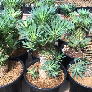 �F������Ⱥ��һ��һ�Ķ�üɽ��꪿ƉK������ֲ�����ԾGֲ