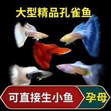 孔雀鱼好养鱼苗淡水小鱼小型耐活耐养热带凤尾观赏观赏鱼