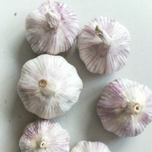 大蒜基地源头工厂供应2025年，多瓣蒜，紫皮蒜，白皮蒜源头直供