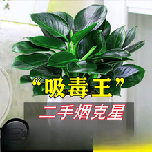����ֲ���K�G�}�jˮ����~�Gֲ�����k���҃ȑ��˺��B����
