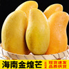 Hainan Jinhuang Large fruit fresh Season pregnant woman Fragrant and sweet fruit Mango 10 Qingmang One piece On behalf of