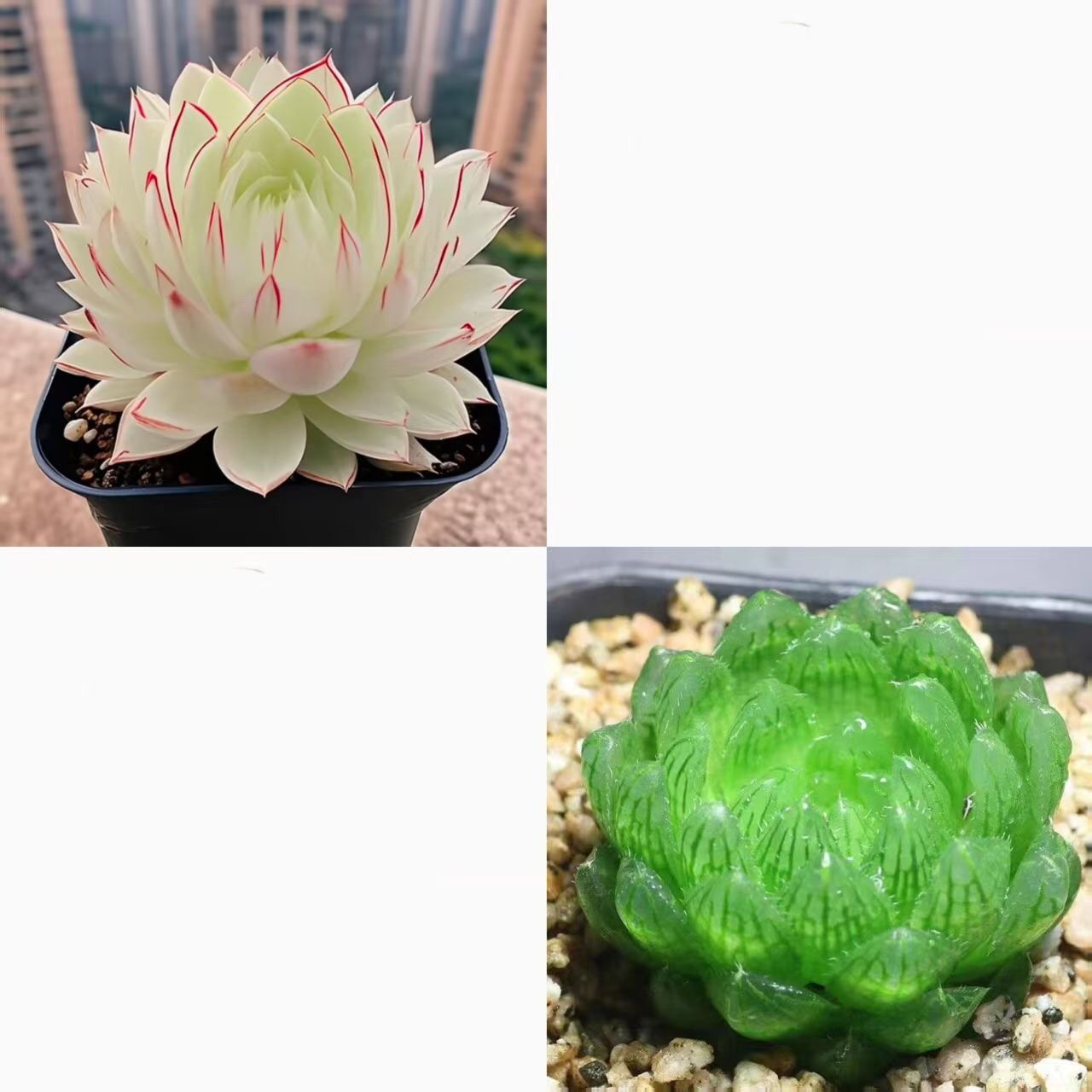 Nuevo producto Baizi Yulu combinación de plantas suculentas en maceta novatos buena carne de oficina balcón flores de la luz image 9