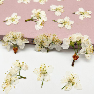 White Cherry Blossoms with Branches Dried Flowers Embossed Plant Specimen Photo Frame Bookmark Table Lamp Dropping Glue Dried Flowers DIY Handmade Material