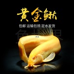 泥鳅清道夫冷水鱼观赏鱼淡水鱼小金鱼清洁鱼练手鱼鲜活泥鳅苗