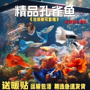 ��ȸ�~�^�p�Pβ�~С�~���N�ᎧС�ͺ��B�Ꭷ�~�ͻ��~���^�p�~��ĸ