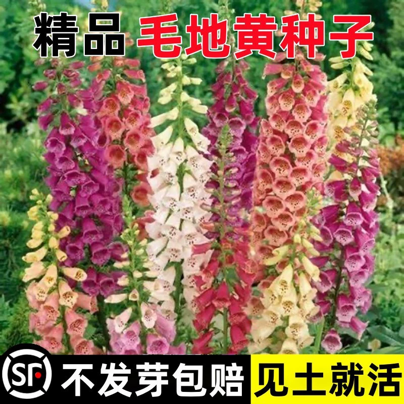 Семена цветов Digitalis посажены в любое время года, рассада цветов в горшках, декоративные цветы на балконе и во дворе, многолетние семена цветов, которые легко выращивать.