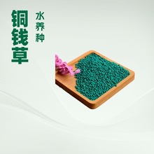 �~�X���ѷN�Ӵ��~��ˮ�B�N��ˮ���R���ֲ�ﻨ����ؔ�Gֲ�����辰