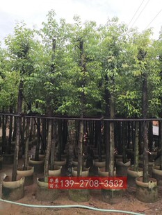 ���V�|�G��������G���������ù������ֲ����ش�����������