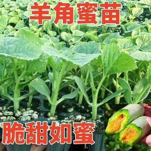 �����������玧���l؛���ֳ���Ƥ�׷N�Ϲ��N������ɿ�