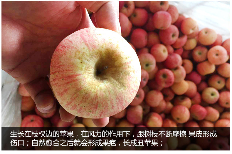 丑苹果_07