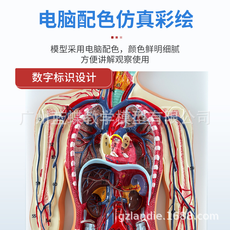 ҽѧ��������ѪҺѭ��ϵͳģ��������ƶ���������Ѫ�ܽ��ʽ̾�