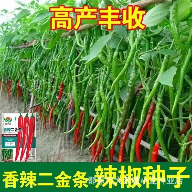Spicy Chili Seeds, Extra Long Chili Seeds, Thin Skin Chili Seeds, Four Seasons Spring and Summer Vegetable Seeds