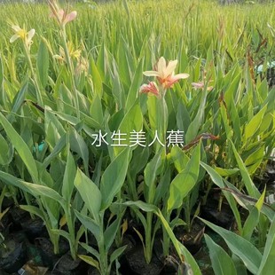 Aquatic Pink Flower Canna Flower Seedlings Aquatic Plants All Year Round Outdoor Courtyard Flower Seedlings Perennial Ornamental Plants
