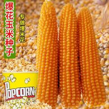 爆花玉米种子爆裂小玉米种籽春夏季苞米籽农家四季地形爆米花种孑