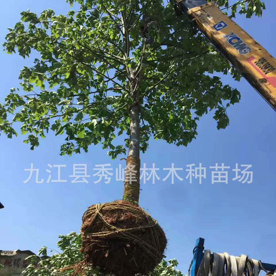 Продается: Каштан конский, двуцветный каштан, саженец каштана конского 10 см, каштан конский 15 см, каштан конский 20 см.